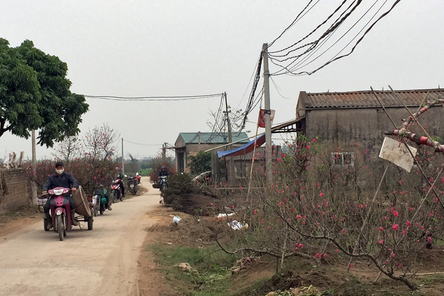 Người dân xã Vân Tảo (Thường Tín) vận chuyển hoa đào lên chợ hoặc lên các điểm bán ở nội thành để phục vụ nhu cầu của người dân. (Ảnh: T.H/Vietnam+)