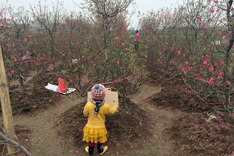 Em nhỏ tranh thủ chơi bên gốc đào trong khi mẹ đang chọn hoa. (Ảnh: T.H/Vietnam+)