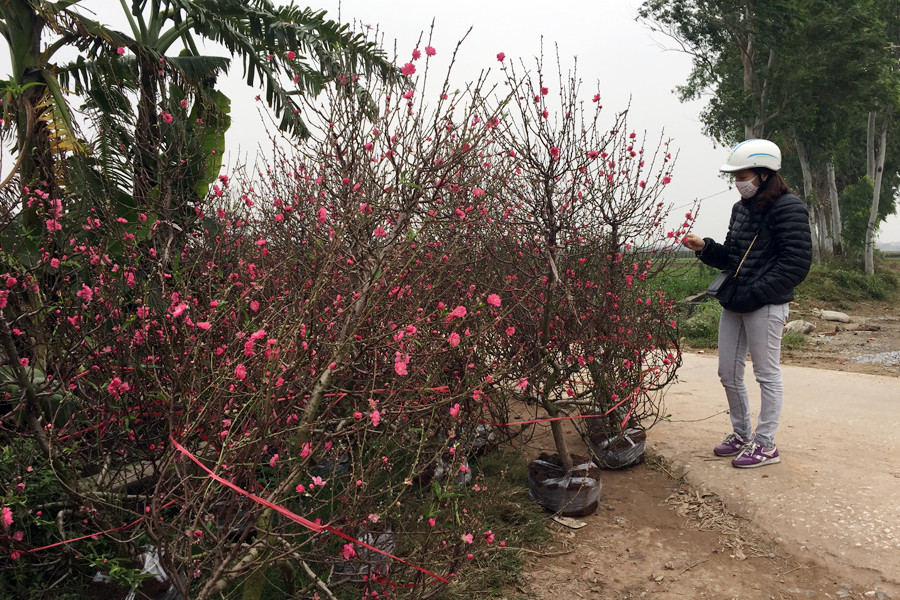 Ven đường, khách hàng tranh thủ lựa chọn cây đào ưng ý. (Ảnh: T.H/Vietnam+)