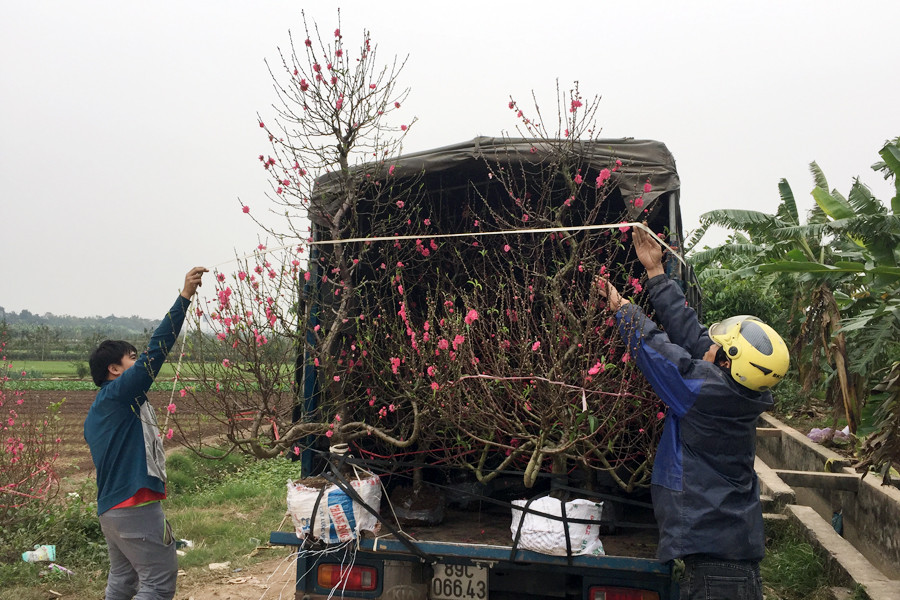 Dù thời tiết không thuận lợi, song người trồng đào ở Thường Tín vẫn cho ra thị trường nhiều cây hoa rất đẹp. (Ảnh: T.H/Vietnam+)