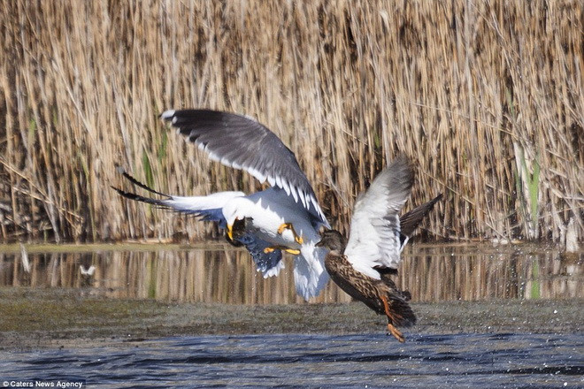 Vịt mẹ lao tới ngay tức khắc. (Nguồn: Caters News Agency)