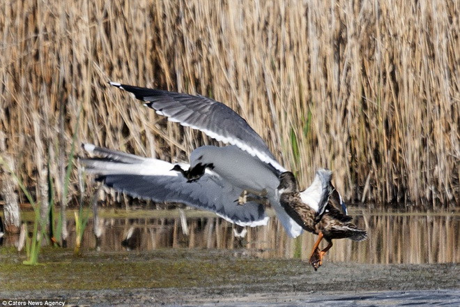 Vịt mẹ quyết giành lấy con. (Nguồn: Caters News Agency)