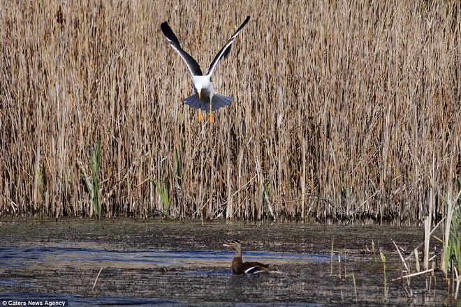 Cuộc chiến kết thúc khi mòng biển thả chú vịt con trong miệng ra và bay đi. (Nguồn: Caters News Agency)
