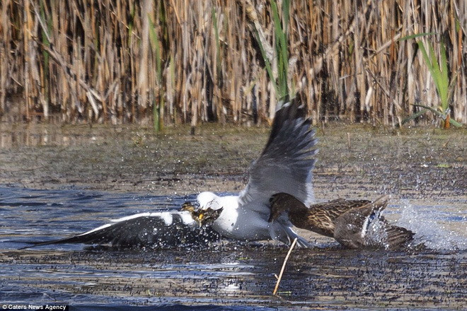 Mòng biển bị lỡ đà nên ngã xuống sông. (Nguồn: Caters News Agency)