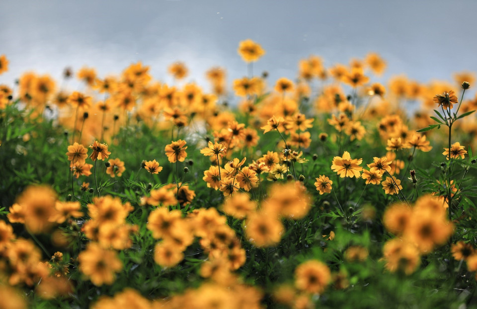 Những bông hoa khoe sắc dưới nắng thu Hà Nội. (Ảnh: Thành Đạt/TTXVN)