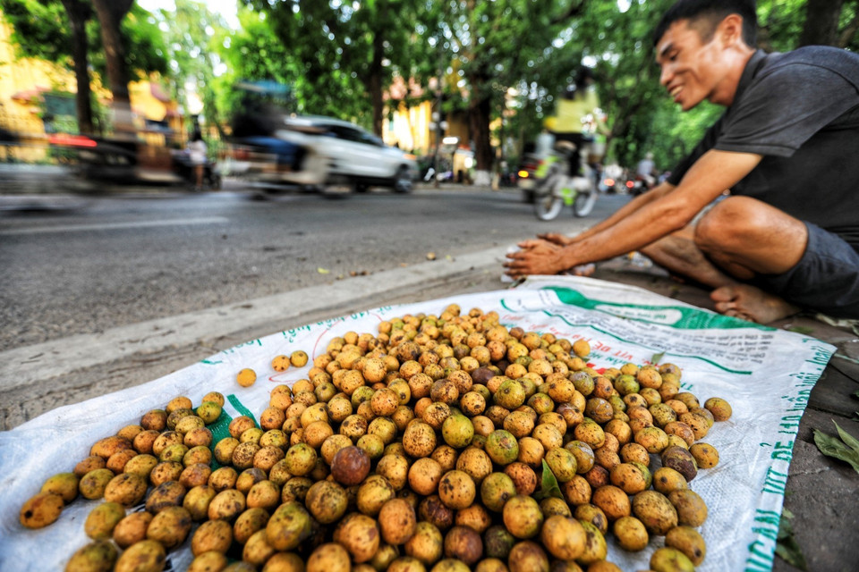 Mùa thu cũng là thời điểm những trái sấu chín được bày bán khắp các nẻo đường Hà Nội. (Ảnh: Thành Đạt/TTXVN)