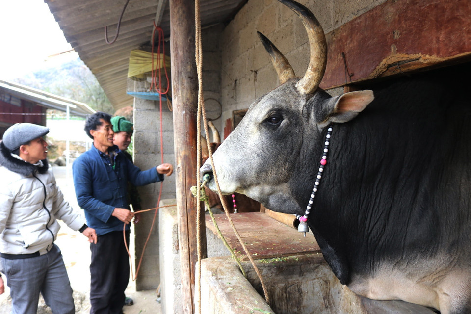 (Ảnh: Minh Đức/TTXVN phát)