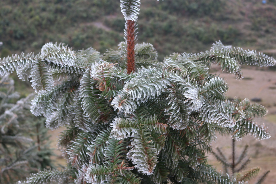 Do ảnh hưởng không khí lạnh với cường độ mạnh, rét đậm, rét hại xảy ra tại nhiều địa phương của Hà Giang khiến Cao nguyên đá Đồng Văn chìm trong giá rét. (Ảnh: Minh Đức/TTXVN phát)