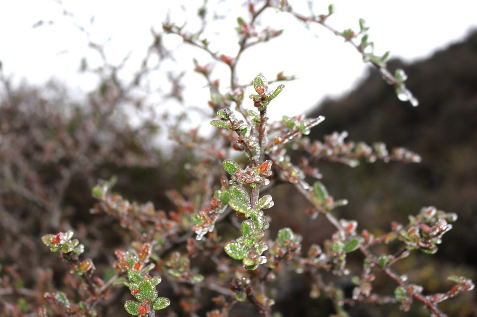 Băng tuyết xuất hiện trên các triển núi cao với nhiệt độ ghi nhận có nơi xuống đến âm 1 độ C. (Ảnh: Minh Đức/TTXVN phát)