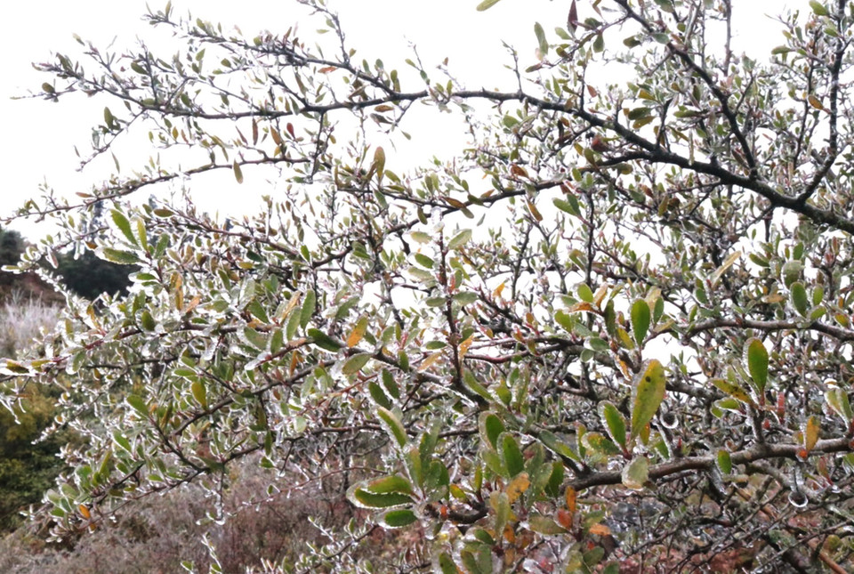 Băng tuyết phủ kín nhiều nơi trên Cao nguyên đá Đồng Văn (Hà Giang). (Ảnh: Minh Đức/TTXVN phát)