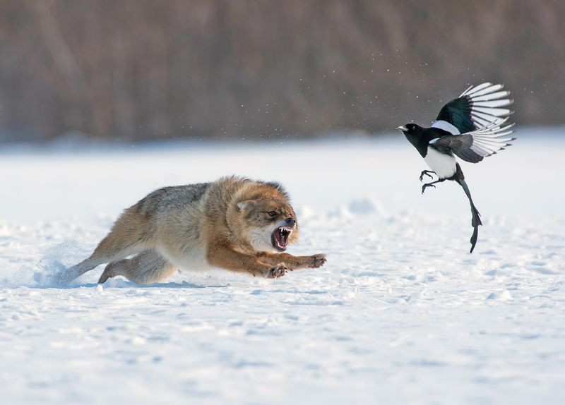 Tranh giành mồi. (Nguồn: NatGeo) Tác giả chụp được khoảnh khắc một con chó rừng và một con chim tranh giành xác chết của một con vật ở gần đó.