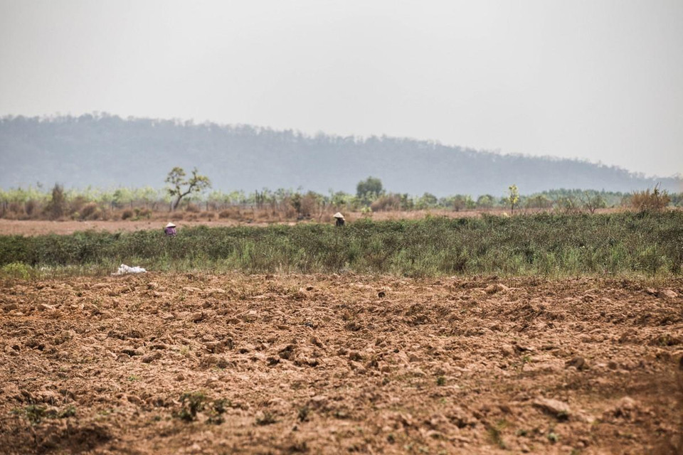 Trên địa bàn các huyện Ea Súp, Ea Kar, Krông Bông, Krông Păk, Cư M gar, Buôn Đôn, Krông Ana, đâu đâu cũng chỉ một màu khô hạn và nắng cháy oi nồng. (Ảnh: Trọng Đạt/TTXVN)