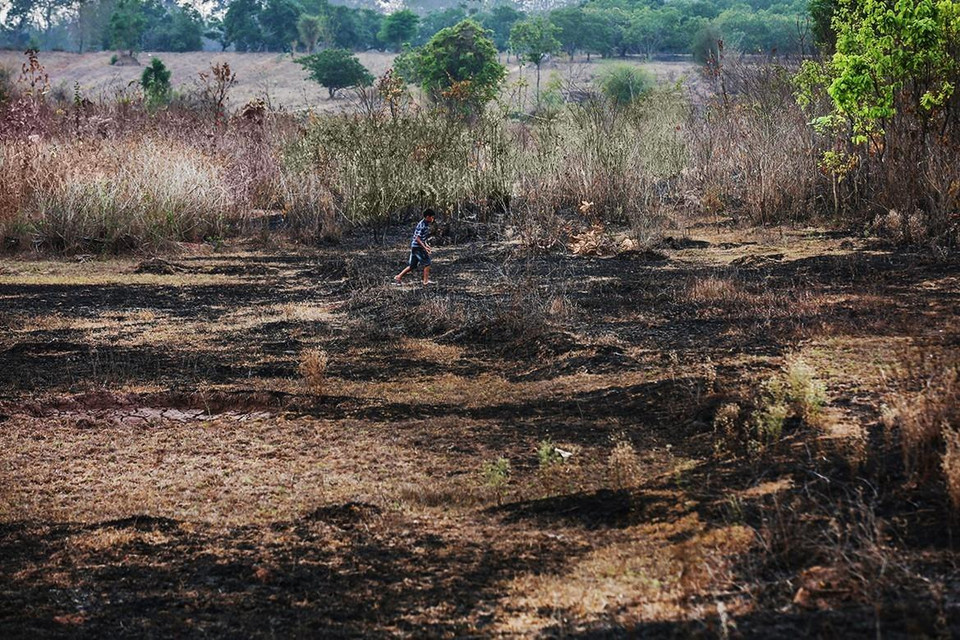 Trên địa bàn huyện Buôn Đôn, đâu đâu cũng một màu khô hạn và nắng cháy oi nồng. (Ảnh: Trọng Đạt/TTXVN)