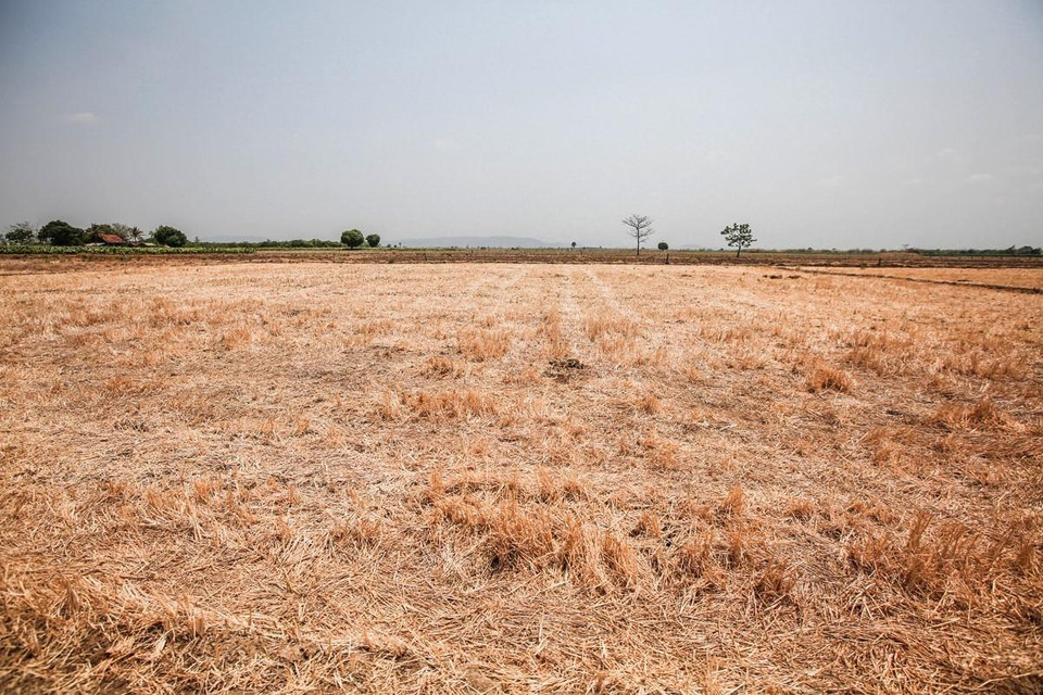 Trên khắp địa bàn Đắk Lắk, đâu đâu cũng chỉ một màu khô hạn và nắng cháy oi nồng. (Ảnh: Trọng Đạt/TTXVN)