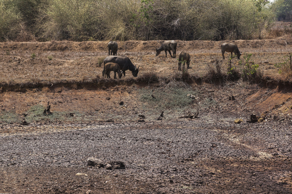 Trên địa bàn huyện Krông Ana, tình trạng thiếu nước đang diễn ra khốc liệt. Nguy cơ thiếu nước cho nông nghiệp và chăn nuôi là điều không thể tránh khỏi. (Ảnh: Trọng Đạt/TTXVN)