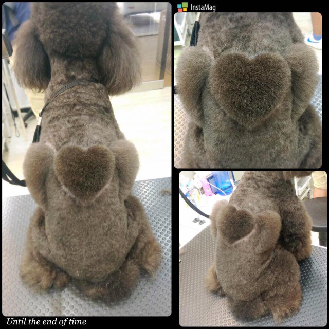 Không phải bộ lông nào cũng đủ dầy để tạo được trái tim 3D như thế này đâu nhé. (Nguồn: http://shanghaiist.com)