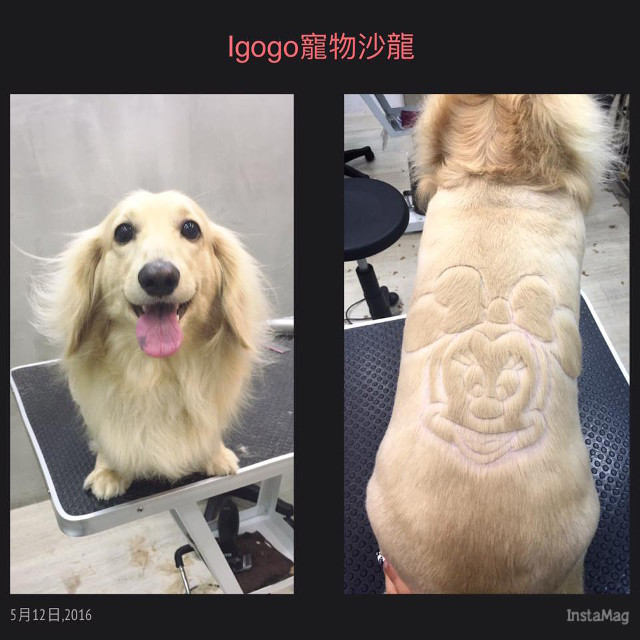 Gương mặt tươi cười có thể nhìn được từ cả 2 phía trước và sau lưng. (Nguồn: http://shanghaiist.com)