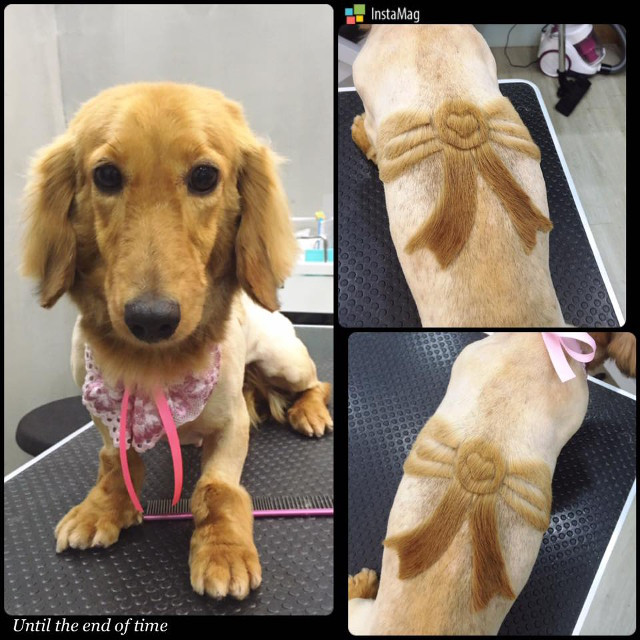 Một món quà quý giá được thắt nơ mang đến. (Nguồn: http://shanghaiist.com)