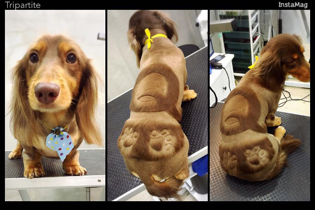 Thêm hai bàn chân nữa thì chạy có nhanh hơn không? (Nguồn: http://shanghaiist.com)