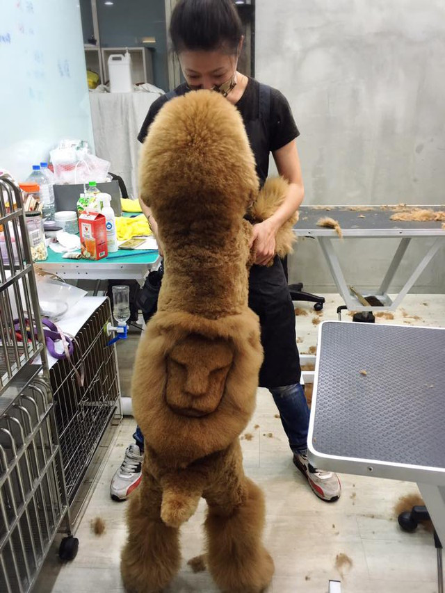 Bộ lông vàng óng đã giống sư tử lắm rồi, nhưng vẫn thêm một gương mặt nữa cho chắc chắn. (Nguồn: http://shanghaiist.com)