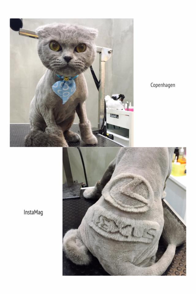 Biểu tượng Lexus rất phù hợp với giống mèo sang trọng này. (Nguồn: http://shanghaiist.com)