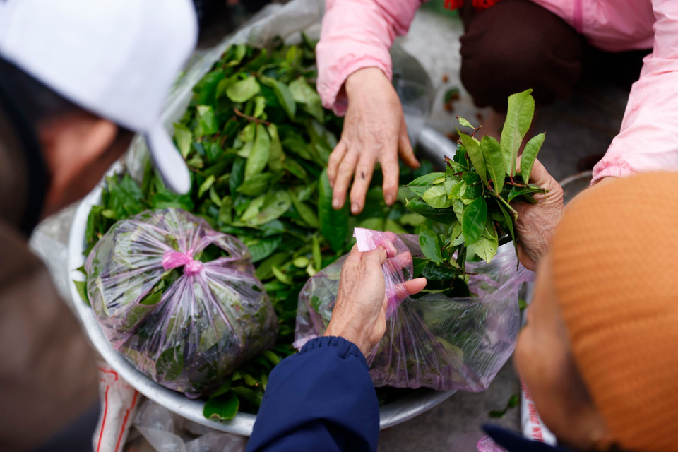 Lá chè xanh, thức uống quen thuộc của người dân nơi đây. (Ảnh: Minh Quyết/TTXVN)