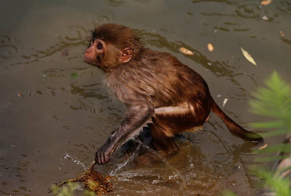 Con khỉ tinh ranh không hề có ý định ăn thịt chú cóc. (Nguồn: CCTV)