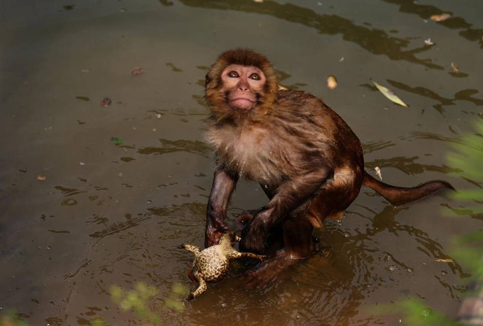 Chú cóc cố gắng thoát khỏi con khỉ. (Nguồn: CCTV)