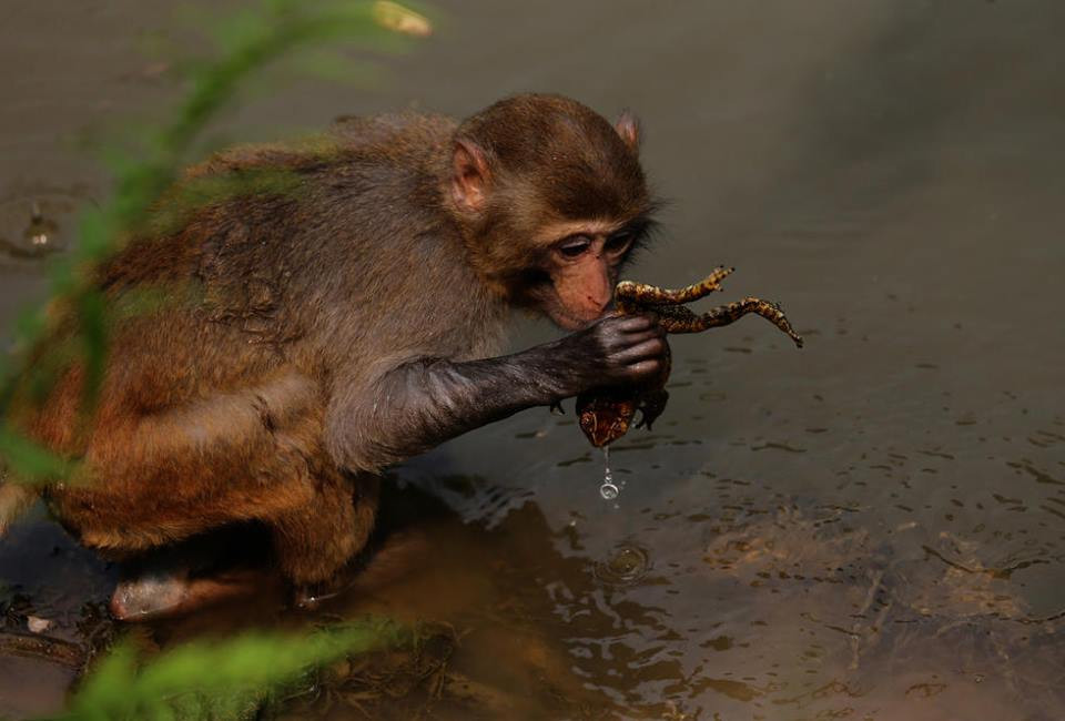 Con khỉ nắm chú cóc trong tay. (Nguồn: CCTV)