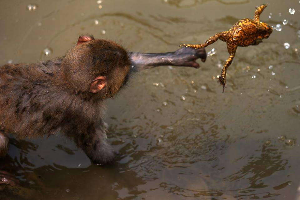 Con khỉ nhảy xuống hồ nước để cố bắt chú cóc. (Nguồn: CCTV)