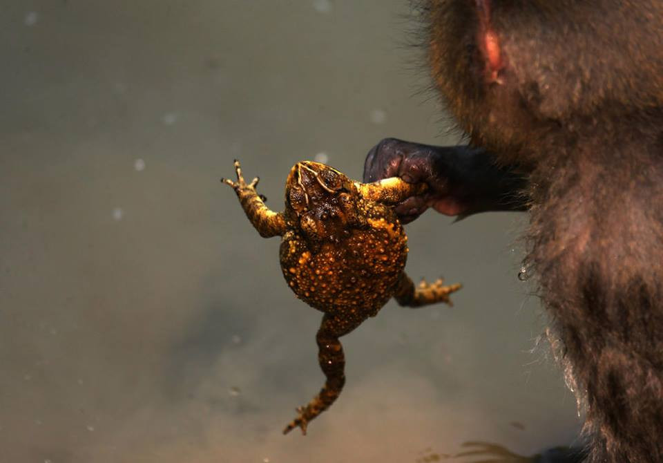 Chú cóc tỏ ra rất khó chịu khi bị con khỉ quăng quật. (Nguồn: CCTV)