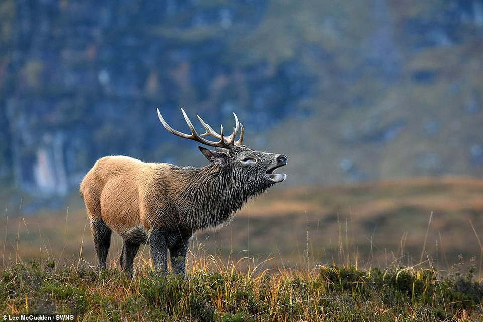 Nhiếp ảnh gia Lee McCurupt với bức ảnh một con nai đực đang gầm gừ mà anh đã theo dõi trong hai ngày. (Nguồn: DailyMail)