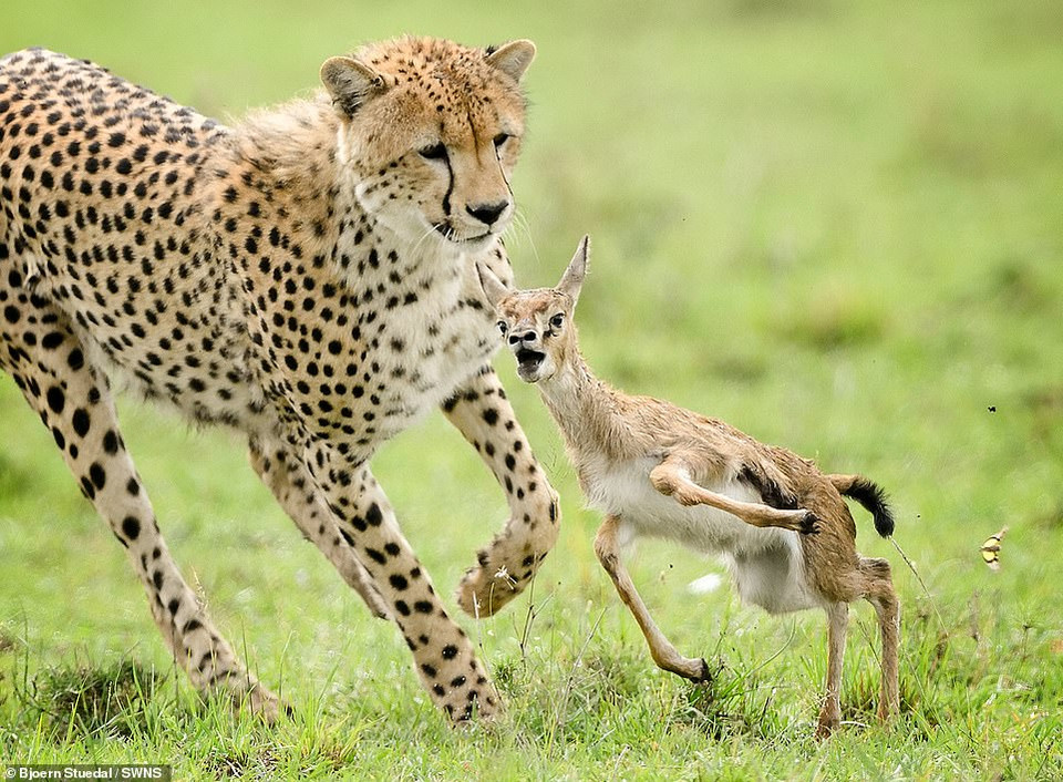 Bức ảnh một con báo đang tiếp cận một con linh dương nhỏ bé với gương mặt hoảng sợ của nhiếp ảnh gia người Na Uy Bjoern Stuedal. (Nguồn: DailyMail)