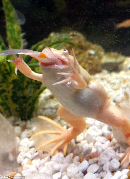 Jameson cho biết, ông chỉ kịp nhìn thấy đuôi chú cá chép koi trong miệng con ếch. (Nguồn: Daily Mail)