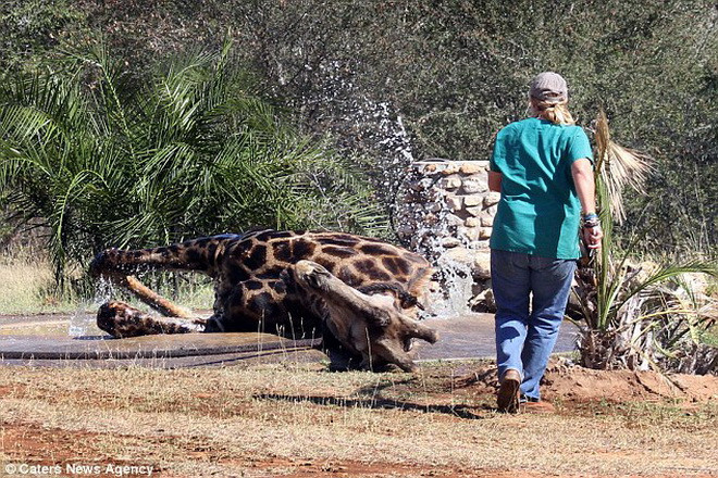 Những nhân viên y tế túc trực tại hiện trường để kiểm tra tình hình sức khỏe của con hươu cao cổ. (Nguồn: Caters News Agency)