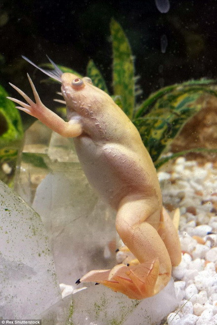 Jameson cho biết, ông chỉ kịp nhìn thấy đuôi chú cá chép koi trong miệng con ếch. (Nguồn: Daily Mail)