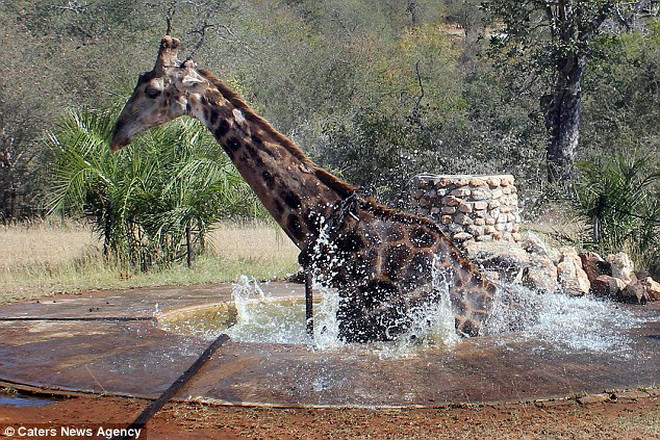 Những nhân viên ở Vườn quốc gia Greater Kruger đã buộc dây thừng vào cổ chú hươu cao cổ và buộc vào xe để kéo nó lên. (Nguồn: Caters News Agency)