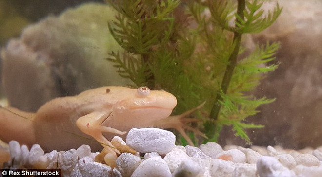 Con ếch trên loài ếch châu Phi. Chúng thường nuốt chửng những con mồi nhỏ. (Nguồn: Daily Mail)