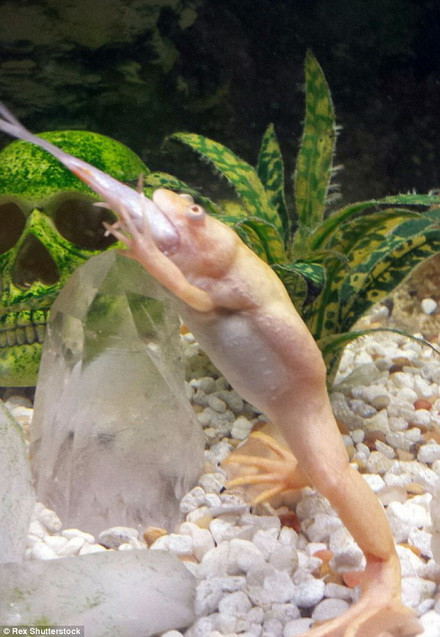 Ngay sau khi thả vào bể vài giây, con ếch đã nuốt chửng chú cá. (Nguồn: Daily Mail)