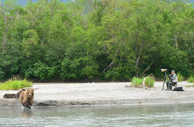 Người đàn ông lớn tuổi bình tĩnh ngồi chụp ảnh gấu. (Nguồn: Daily Mail) 