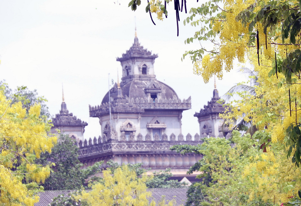 Cây Dook Khoun được trồng ở khắp mọi nơi tại Lào, kể cả trong chùa chiền. (Ảnh: Phạm Kiên/Vietnam+)