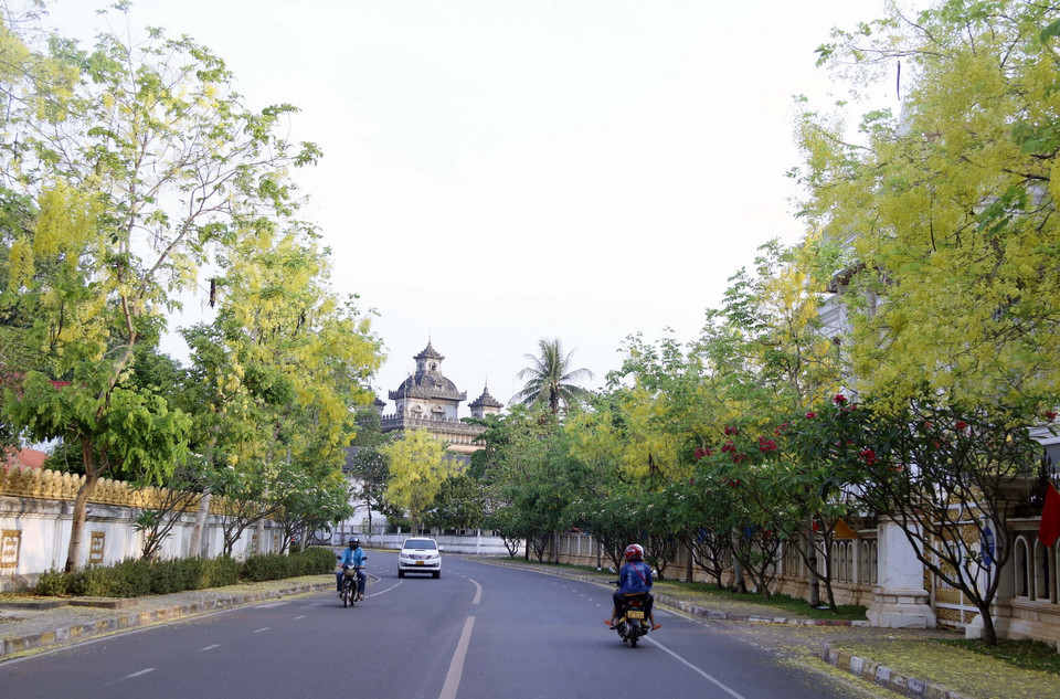 Những con phố ở thủ đô Vientiane được nhuộm vàng bởi sắc hoa Dook Khoun. (Ảnh: Phạm Kiên/Vietnam+)