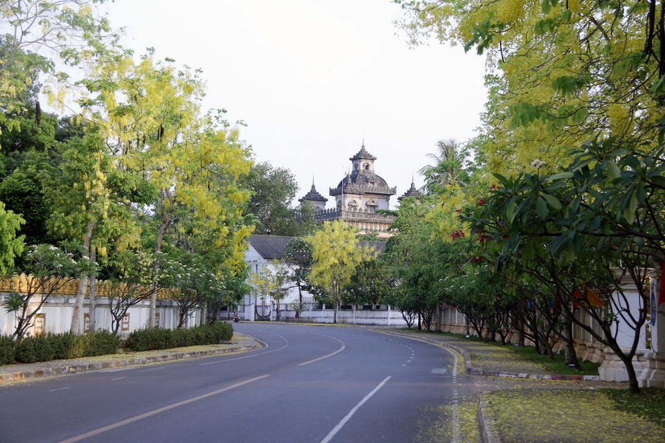 Những con phố ở thủ đô Vientiane được nhuộm vàng bởi sắc hoa Dook Khoun. (Ảnh: Phạm Kiên/Vietnam+)