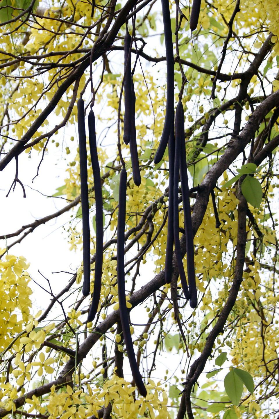  Vì mang ý nghĩa đem lại may mắn, nên vào dịp Boun Pi May, người dân Lào thường dùng quả Khoun khô thay dùi chiêng, trống với quan niệm mỗi âm thanh phát ra là những điều cầu chúc tốt đẹp lan tỏa đến với mọi người. (Ảnh: Phạm Kiên/Vietnam+)