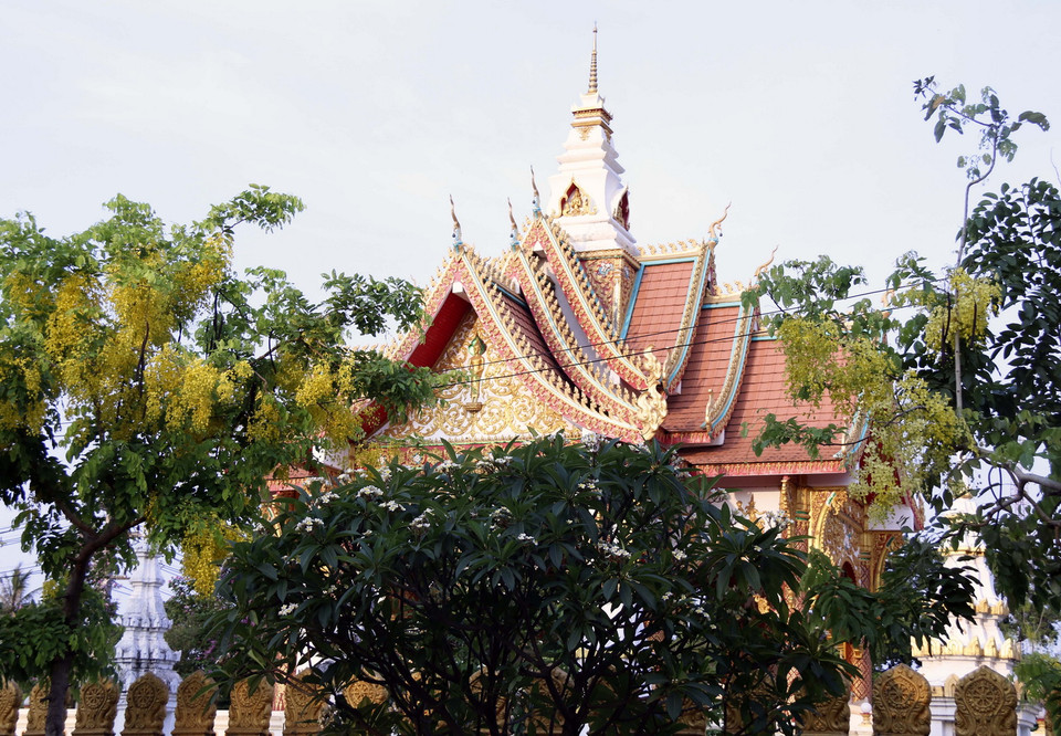 Cây Dook Khoun được trồng ở khắp mọi nơi tại Lào, kể cả trong chùa chiền. (Ảnh: Phạm Kiên/Vietnam+)