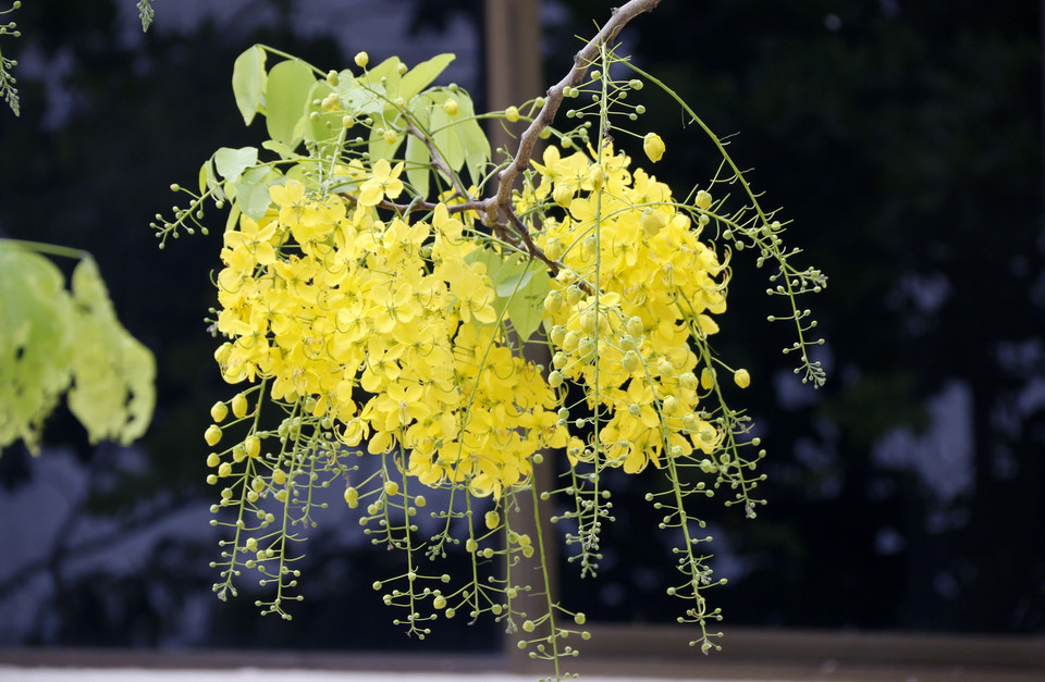  Những chùm hoa dài, dầy đặc, cùng những nụ tròn xanh đung đưa theo gió tạo nên một vẻ đẹp khó tả trên khắp các đường phố và làng quê của Lào. (Ảnh: Phạm Kiên/Vietnam+)