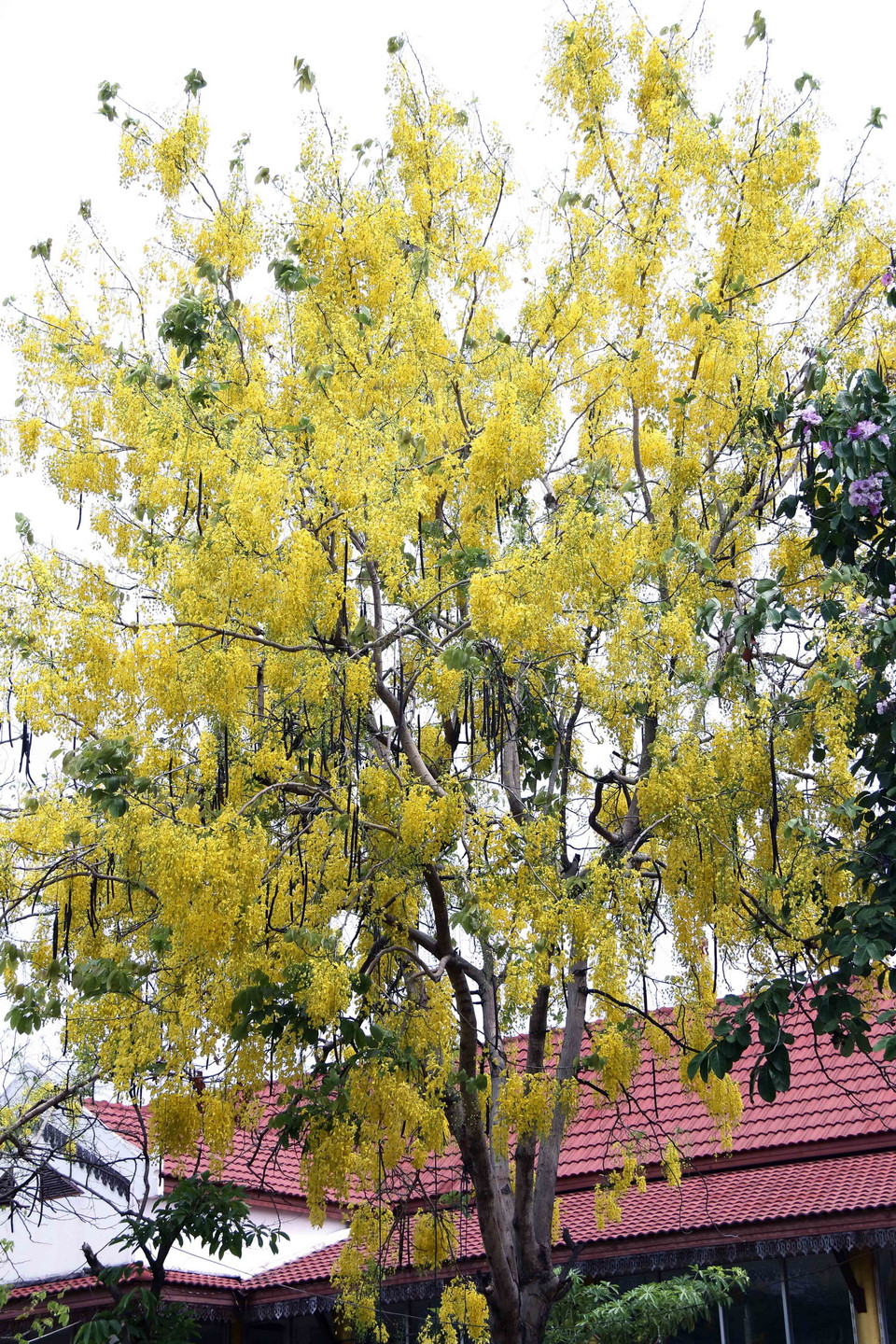  Một cây hoa Dook Khoun đang nở rộ trên một con phố ở thủ đô Vientiane vào ngày 11/4, trước ngày Tết cổ truyền Lào (Boun Pi May) sẽ diễn ra từ ngày 14-16/4 tới. (Ảnh: Phạm Kiên/Vietnam+)