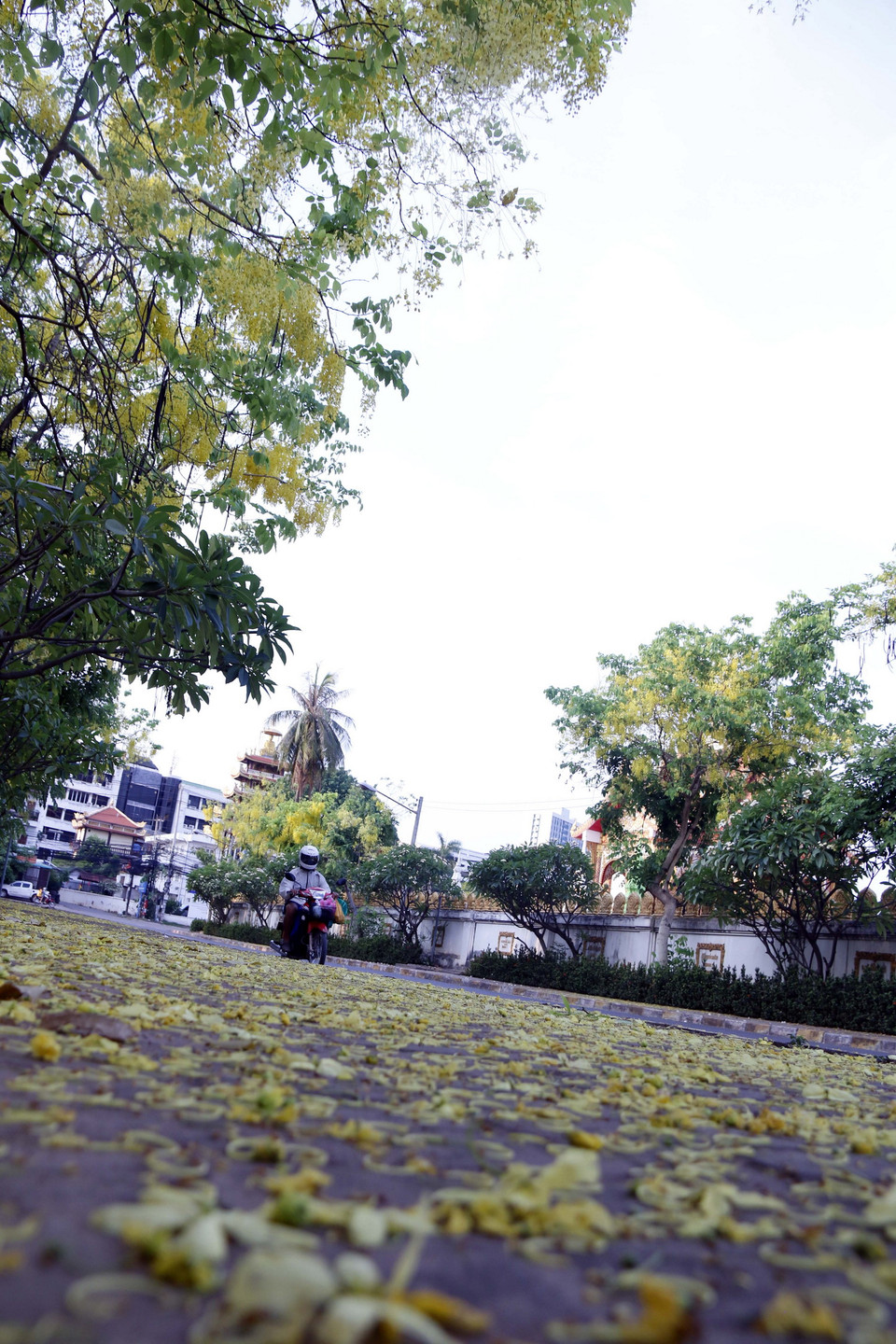 Hoa nhuộm vàng cả các tuyến vỉ hè và đường phố Vientiane, tạo nên khung cảnh rất nên thơ. (Ảnh: Phạm Kiên/Vietnam+)