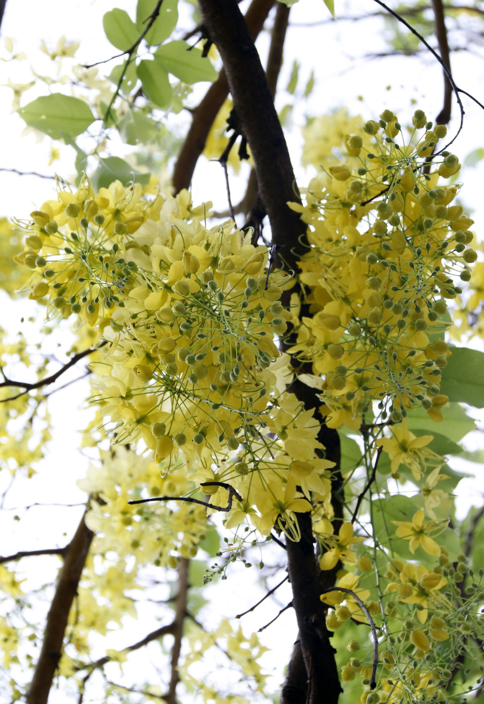 Hoa có màu vàng chanh, rất đẹp và kiêu sa.(Ảnh: Phạm Kiên/Vietnam+)