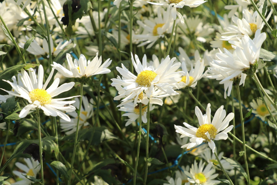 Những cánh hoa trắng muốt, nhẹ nhàng của cúc họa mi tạo nên một vẻ đẹp thuần khiết và thanh thoát. (Ảnh: Hải Yến/TTXVN)